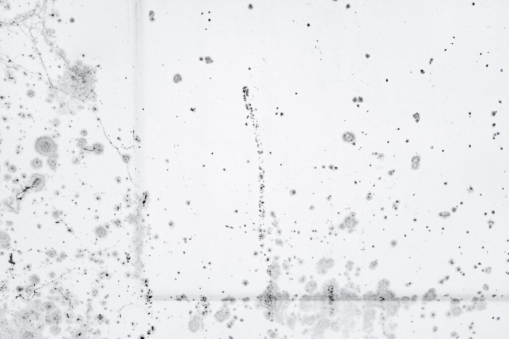 Mould colonies speckled across a painted wall surface, the pattern people call black mould