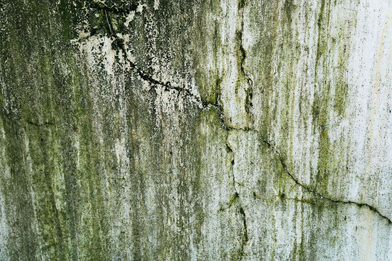 Dark green and black mould-type growth streaking down a damp, cracked wall, showing how colour varies within one patch