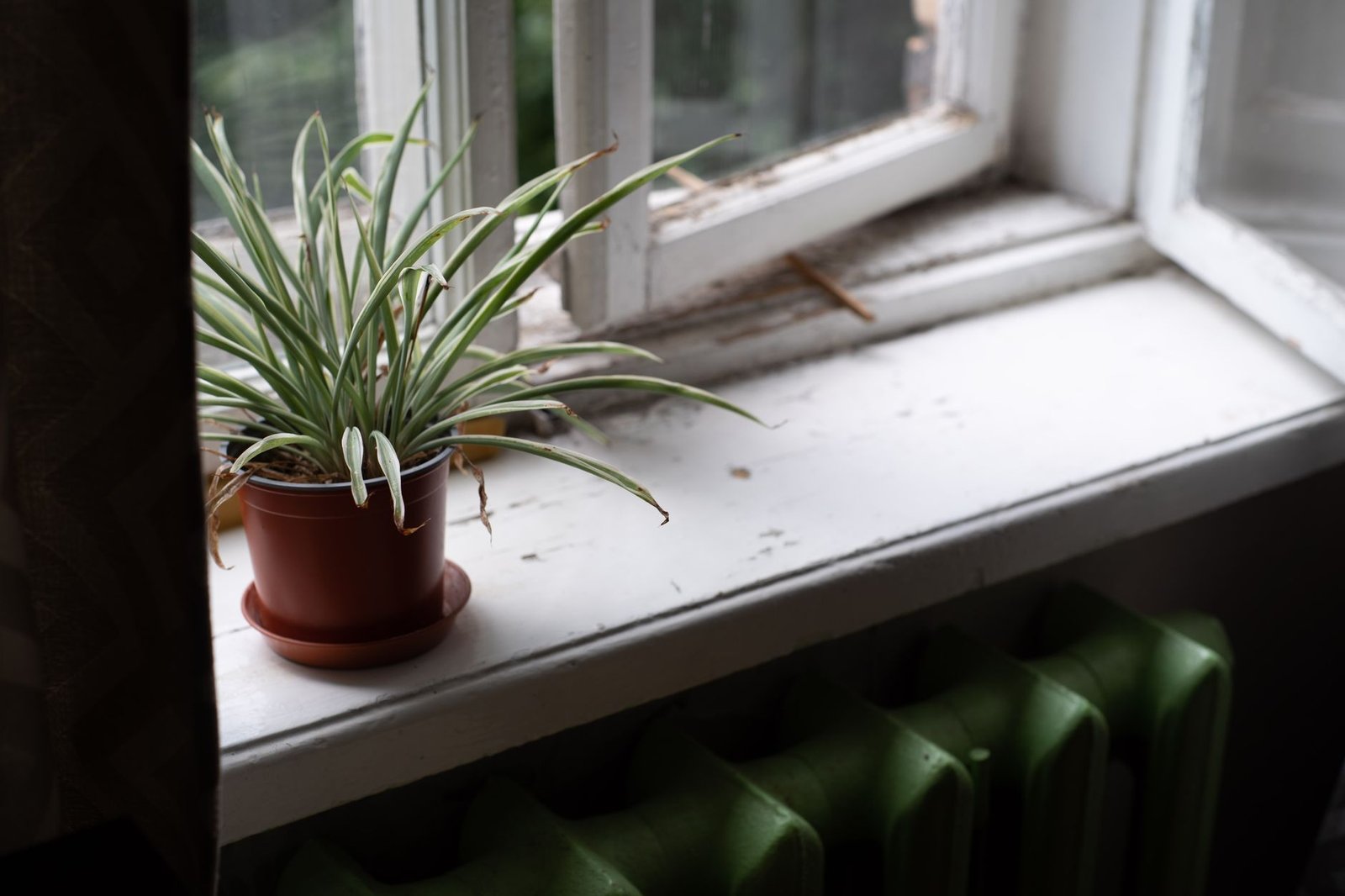 Old window with a spider plant on the sill above a green cast-iron style radiator