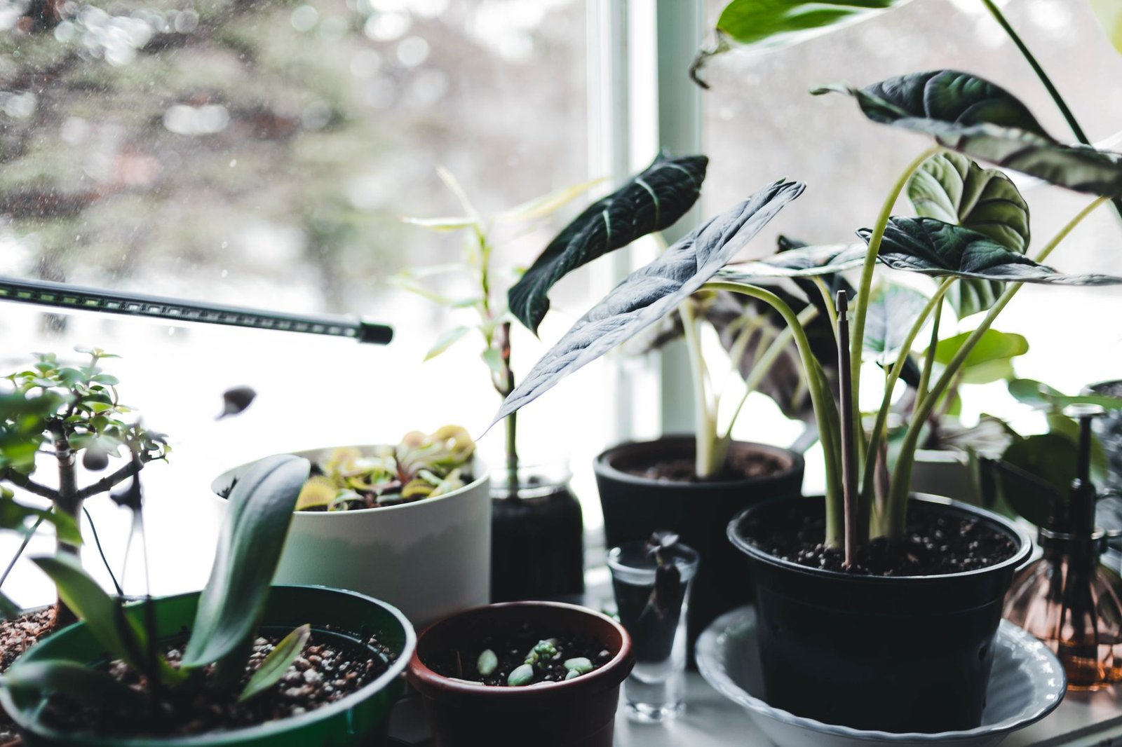 Mixed houseplants grouped together on a bright windowsill, a simple way to keep a humid pocket of air around them