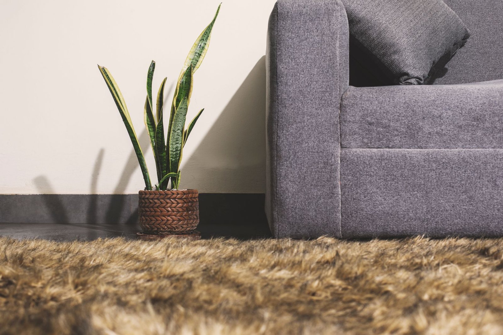 Snake plant in a woven pot beside a grey sofa, a tough houseplant that copes with dry living room air