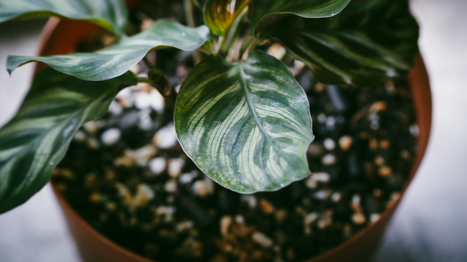 Striped calathea leaves in a terracotta pot, a tropical houseplant that dislikes dry indoor air