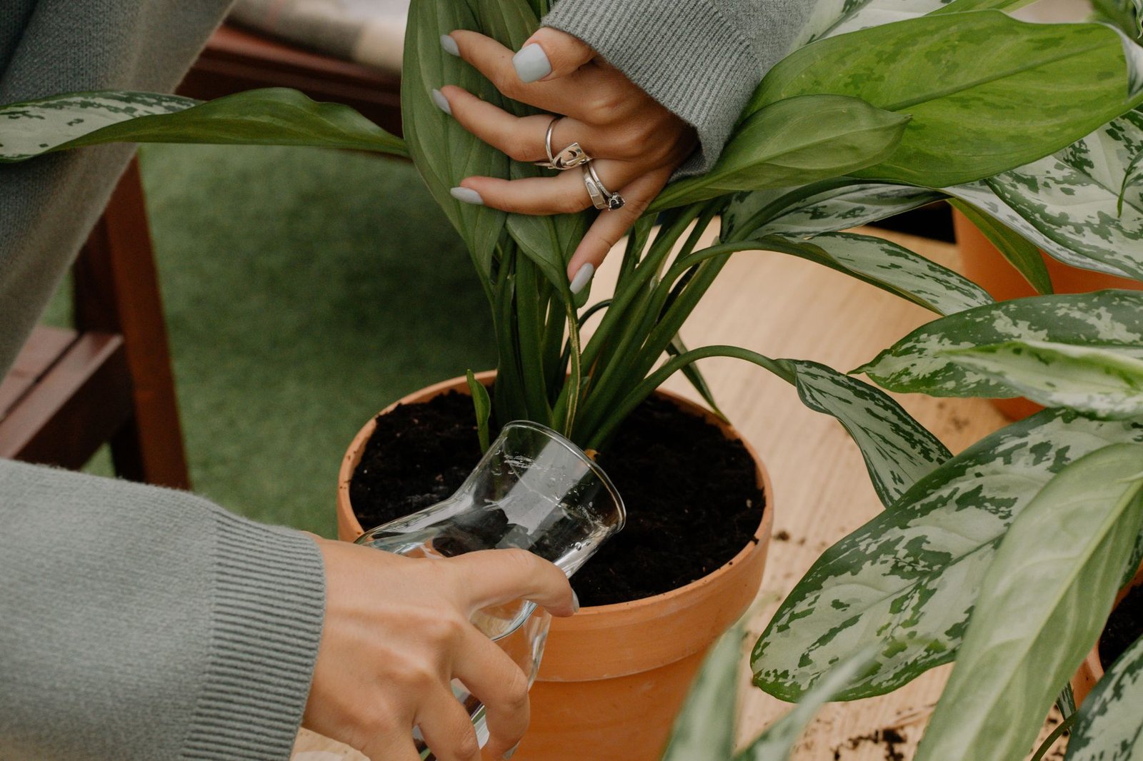Hands pouring water from a glass onto the compost of a variegated houseplant in a terracotta pot