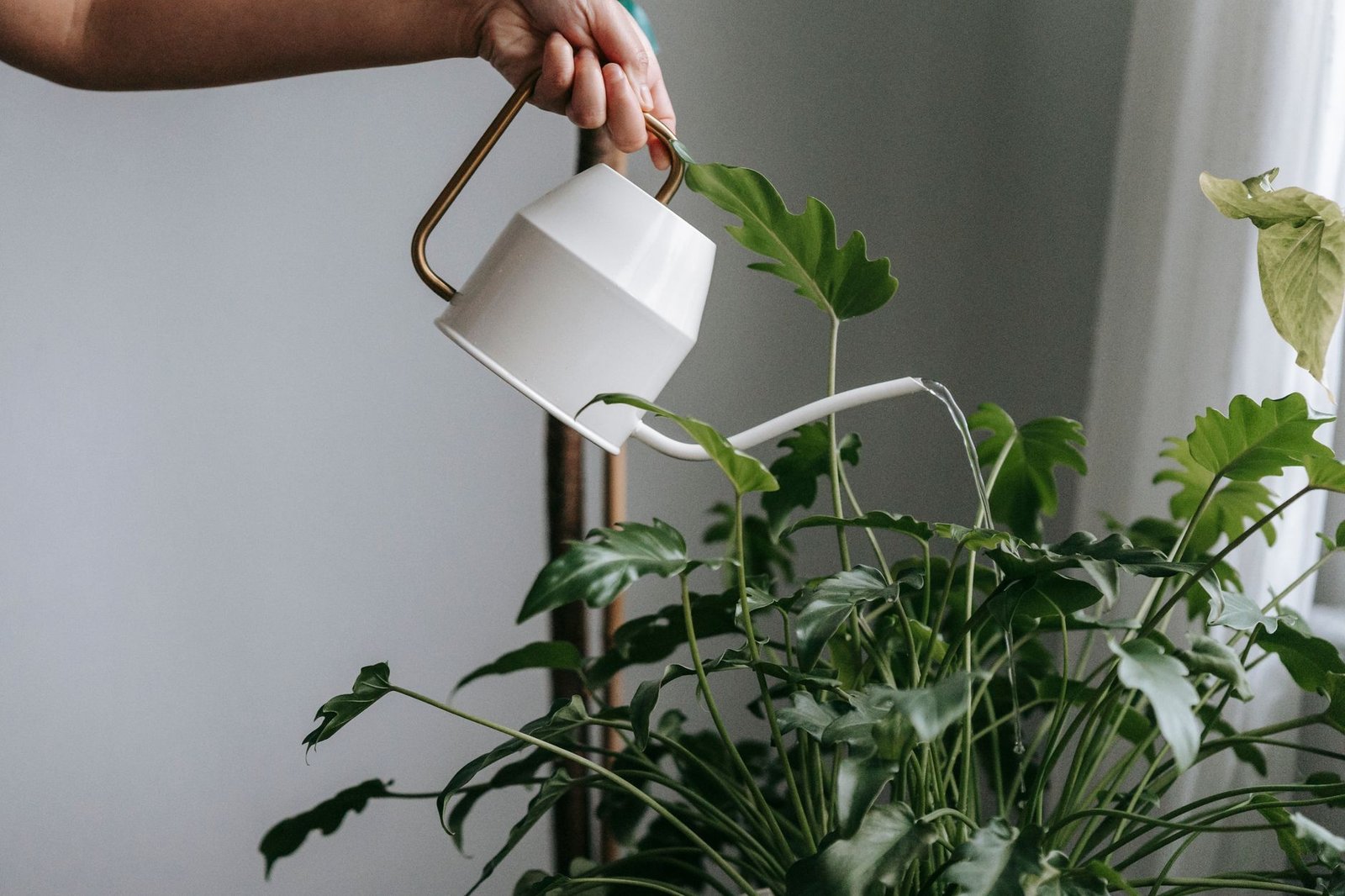 Hand watering a leafy indoor houseplant from a small white watering can, a better use for dehumidifier water than drinking